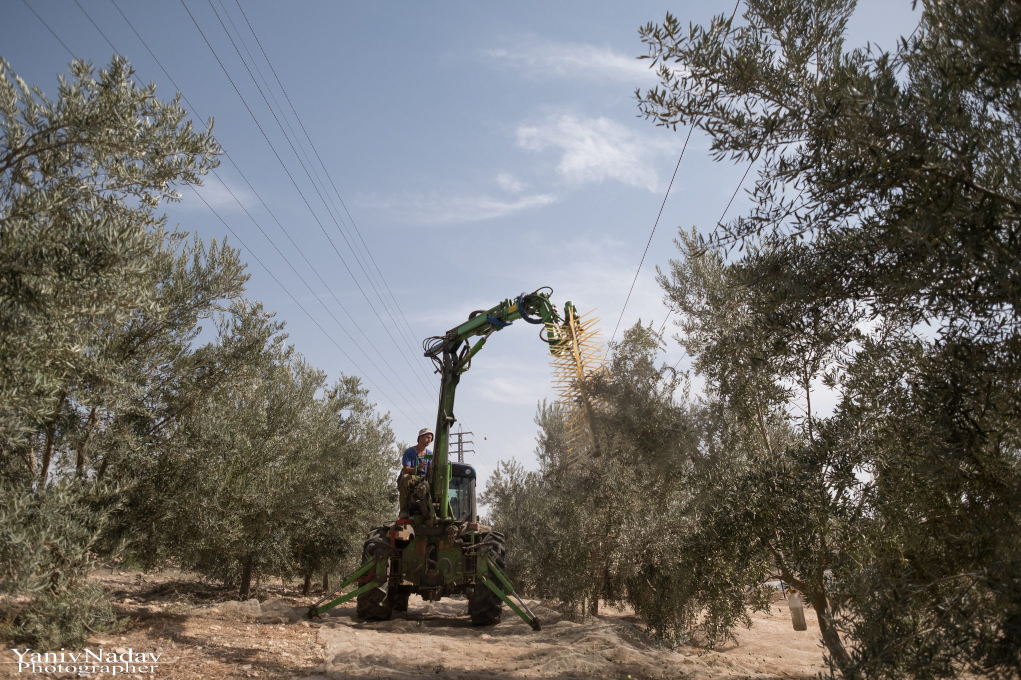 שיקום הכרם והקמת בית הבד