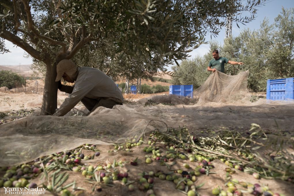 סיור בבית הבד כרמא וטעימות שמן זית