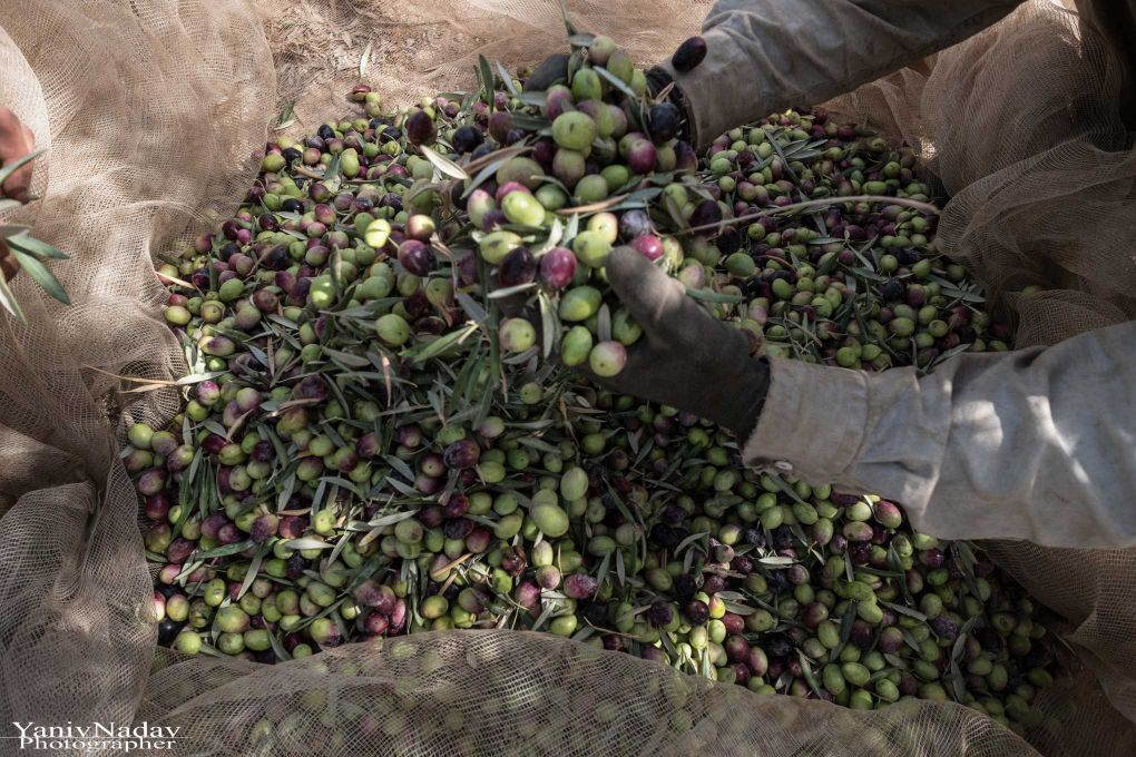 סיור בבית הבד כרמא וטעימות שמן זית
