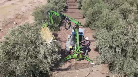 סיור בבית הבד כרמא וטעימות שמן זית